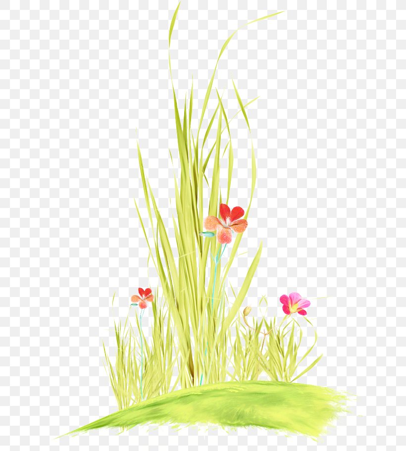 Grass Plant Flower Grass Family Flowering Plant, PNG, 650x911px, Grass, Aquarium Decor, Flower, Flowering Plant, Gladiolus Download Free