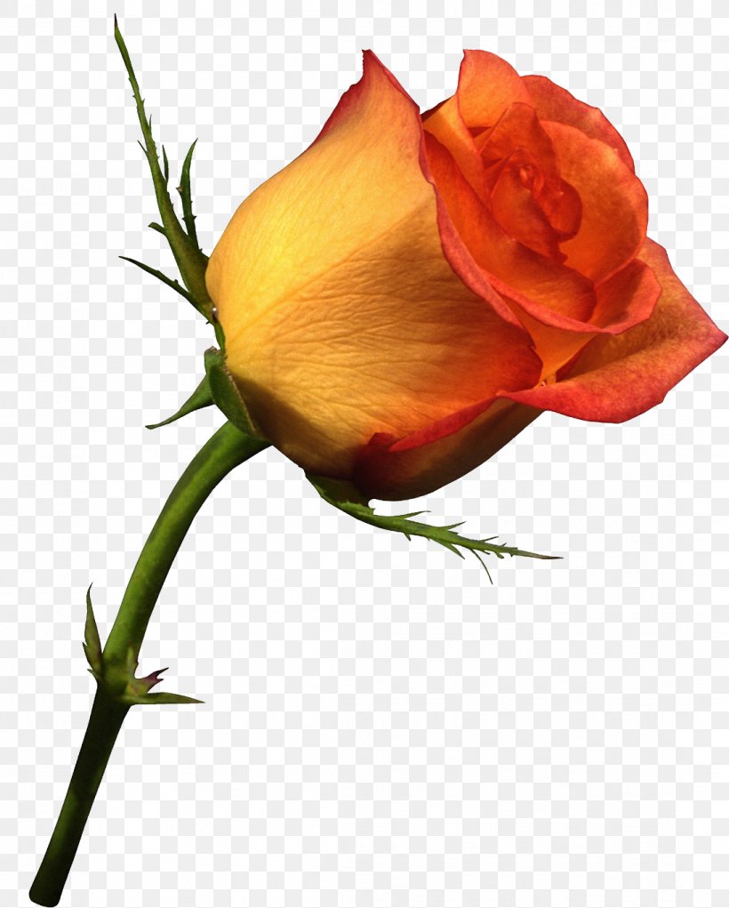 Rose Flower Clip Art Orange, PNG, 1096x1365px, Rose, Austrian Briar, Botany, Bud, Color Download Free