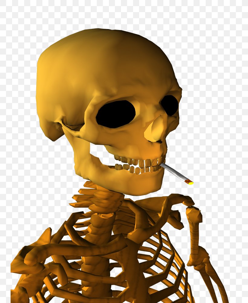 Skeleton Nose Human Behavior Organism Skull, PNG, 750x1000px, Skeleton, Behavior, Bone, Head, Homo Sapiens Download Free
