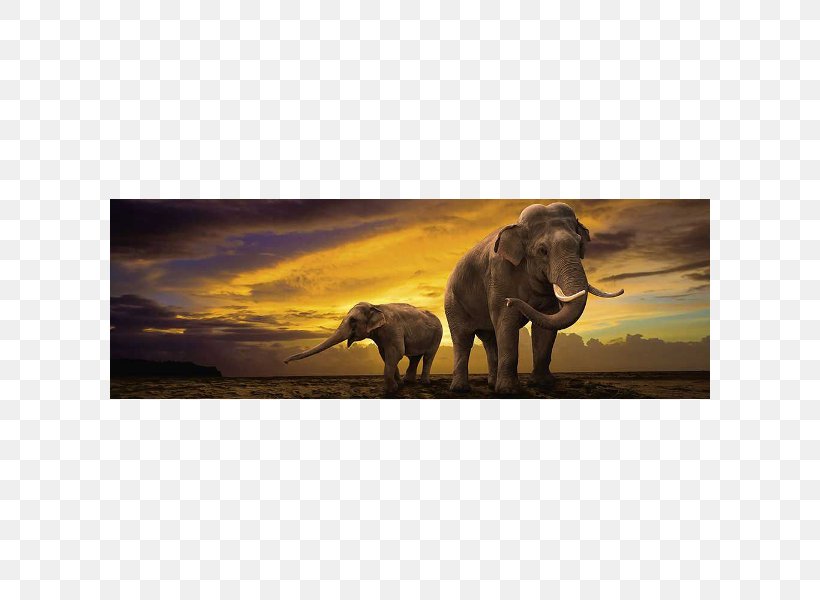 African Elephant Lion Hippopotamus Rhinoceros, PNG, 600x600px, African Elephant, Animal, Canvas, Elephant, Elephants And Mammoths Download Free