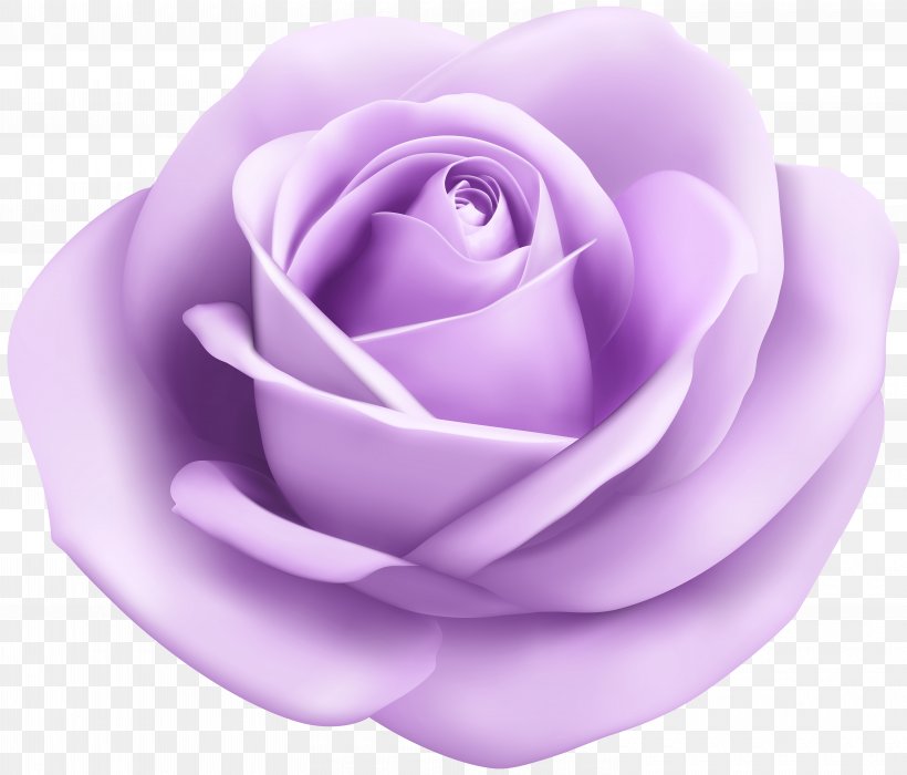 Blue Rose Color Red Hue, PNG, 6000x5129px, Rose, Blog, Blue Rose, Drawing, Floral Design Download Free