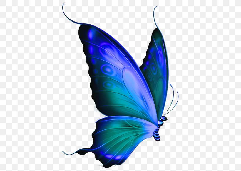Glasswing Butterfly Clip Art, PNG, 433x584px, Butterfly, Blue, Bluegreen, Brush Footed Butterfly, Butterflies And Moths Download Free