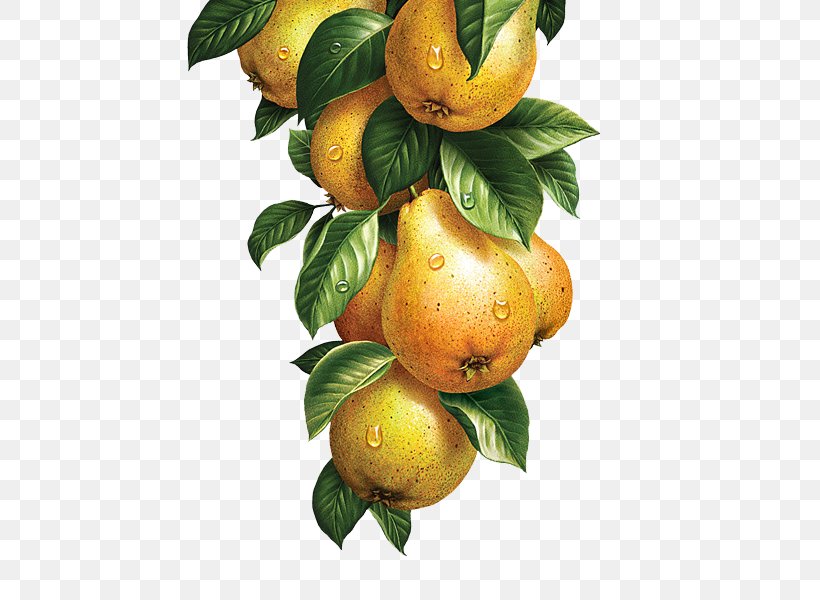 Lemonade Fruit Vegetable Watercolor Painting Illustration, PNG, 540x600px, Lemonade, Apple, Berry, Bitter Orange, Botanical Illustration Download Free