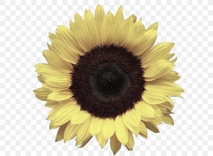 Image Clip Art Common Sunflower Desktop Wallpaper, PNG, 600x600px, Common Sunflower, Asterales, Daisy Family, Editing, Flower Download Free