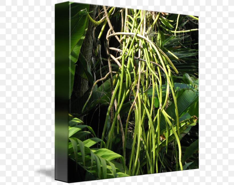 Grasses Tree Terrestrial Plant Family, PNG, 589x650px, Grasses, Family, Grass, Grass Family, Jungle Download Free