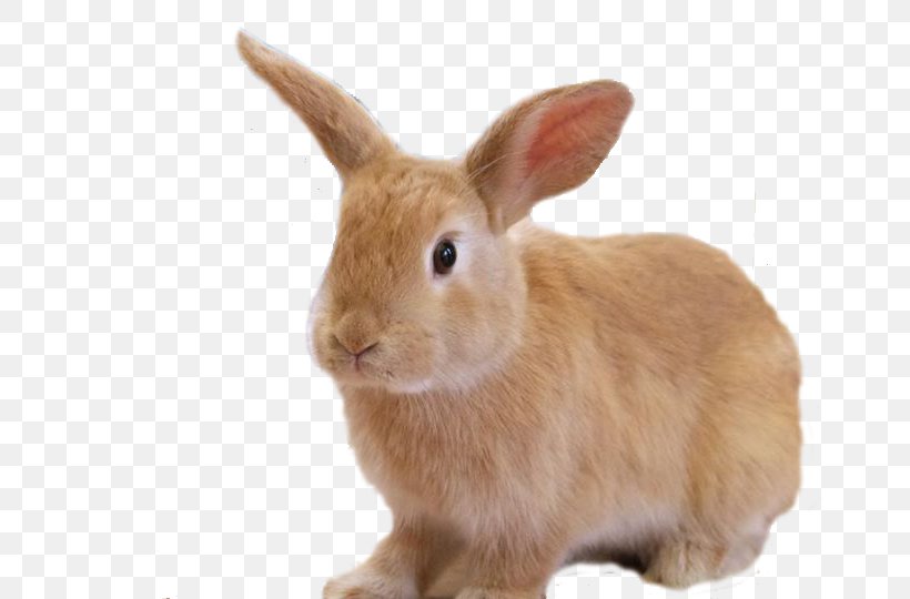 Hare Domestic Rabbit Tutorial, PNG, 720x540px, Hare, Adobe After Effects, Animal, Domestic Rabbit, Fauna Download Free