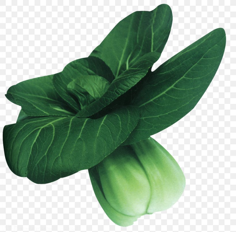 Komatsuna Napa Cabbage Bok Choy Vegetable, PNG, 1024x1005px, Komatsuna, Bok Choy, Brassica Oleracea, Brassica Rapa, Cabbage Download Free
