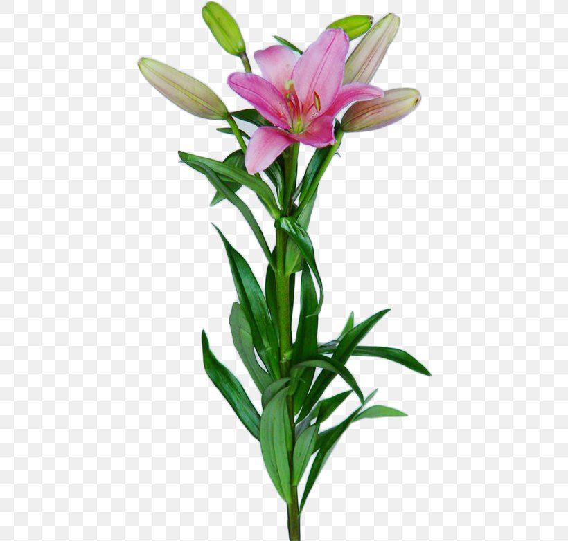 Lilium Bulb Rose Oriental Hybrids Cut Flowers, PNG, 430x782px, Lilium, Alstroemeriaceae, Boat Orchid, Bulb, Cut Flowers Download Free