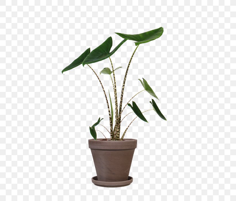 New Guinea Shield Areca Palm Houseplant Plants Alocasia Zebrina, PNG, 500x700px, Areca Palm, Alocasia, Chinese Money Plant, Cutting, Dypsis Download Free