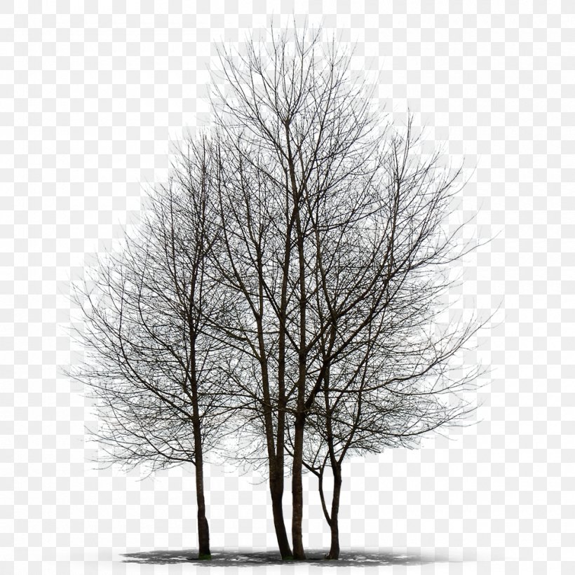 Populus Alba Tree Desktop Wallpaper Texture Mapping, PNG, 1000x1000px, 3d Computer Graphics, Populus Alba, Bark, Black And White, Branch Download Free