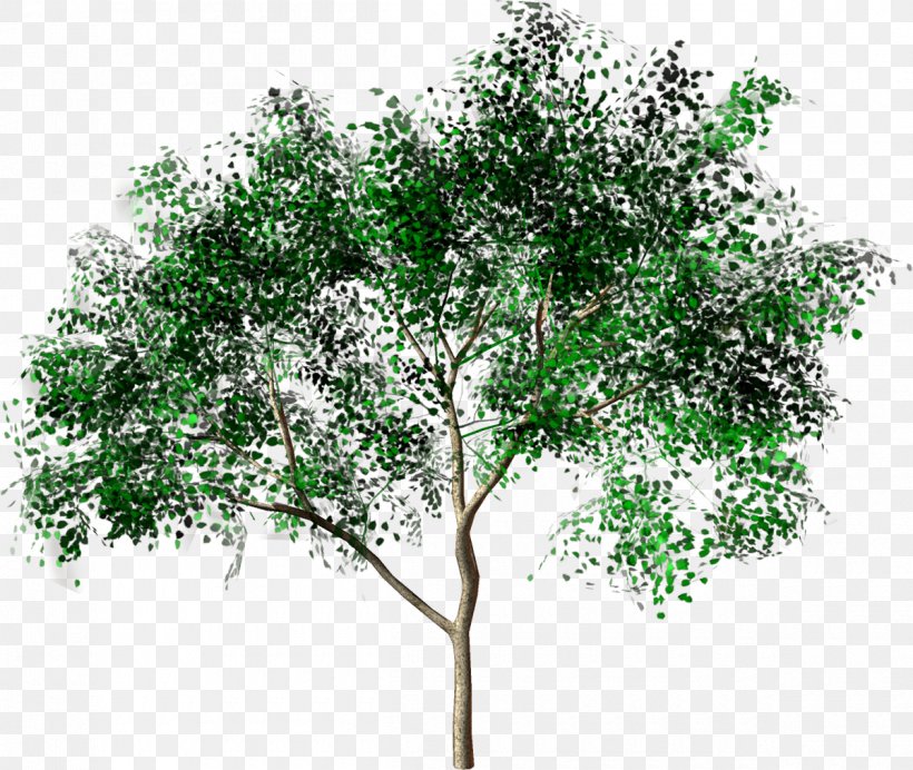 Tree Forest Drawing Painting, PNG, 1200x1014px, 3d Computer Graphics, Tree, Branch, Charcoal, Drawing Download Free