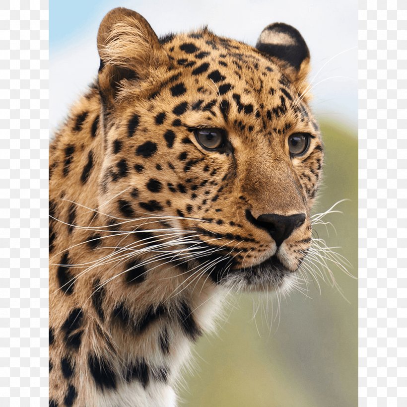 Cheetah Leopard Cougar Tiger Lion, PNG, 1000x1000px, Cheetah, Animal, Big Cat, Big Cats, Carnivoran Download Free