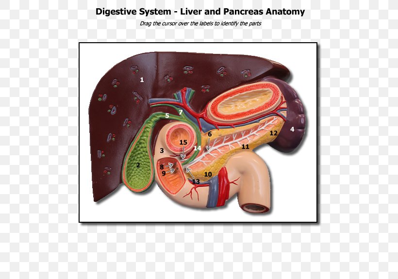 Human Anatomy & Physiology Liver Gallbladder Pancreas, PNG, 600x575px, Watercolor, Cartoon, Flower, Frame, Heart Download Free