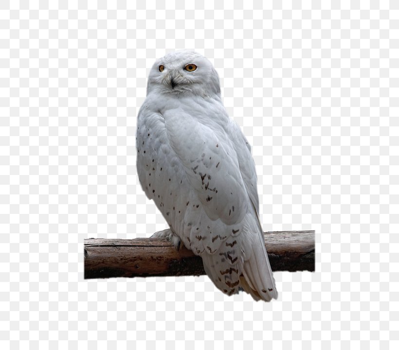 Snowy Owl Bird Of Prey, PNG, 480x720px, Owl, Barn Owl, Barred Owl, Beak, Bird Download Free