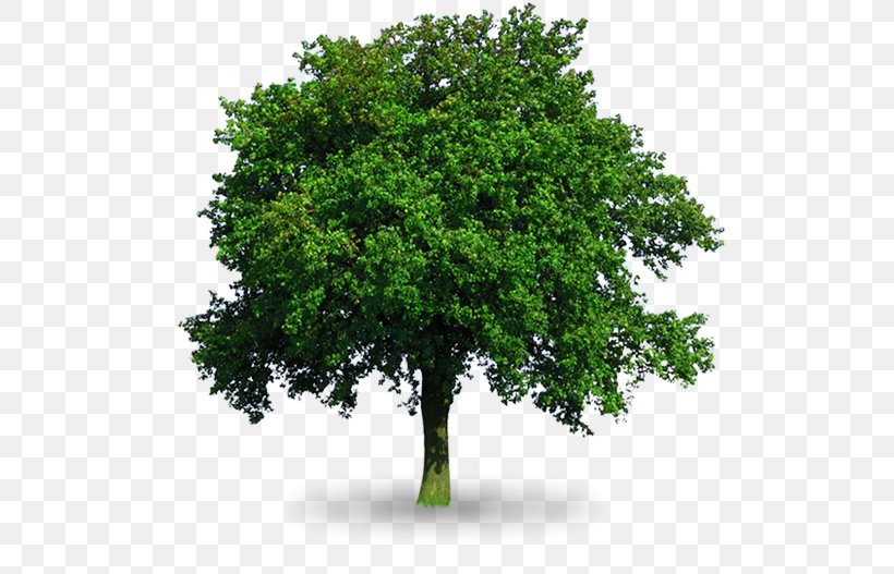 Tree Oak Royalty-free Clip Art, PNG, 530x527px, Tree, Arborist, Branch, Broadleaved Tree, Ceratocystis Fagacearum Download Free