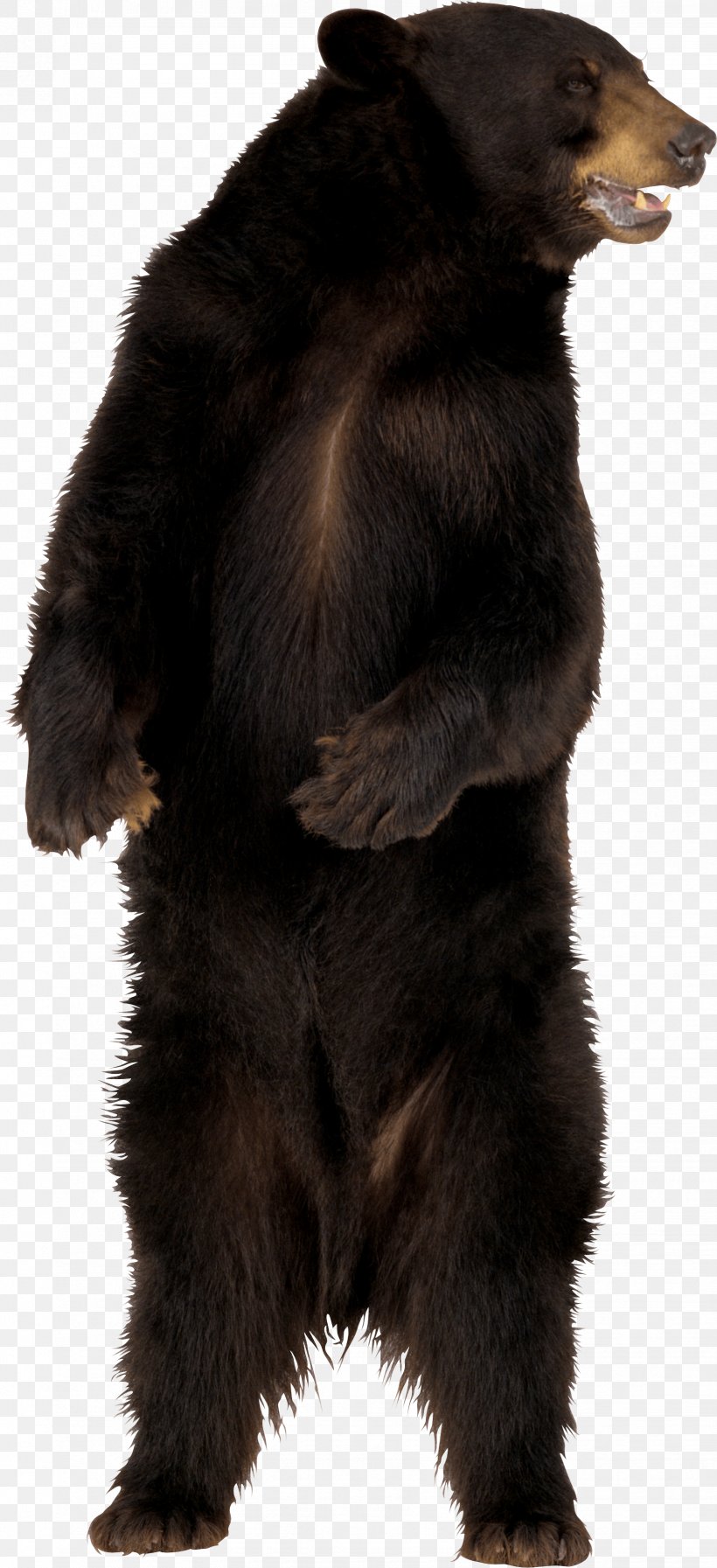 American Black Bear Brown Bear, PNG, 1647x3602px, Bear, American Black Bear, Brown Bear, Carnivoran, Fur Download Free