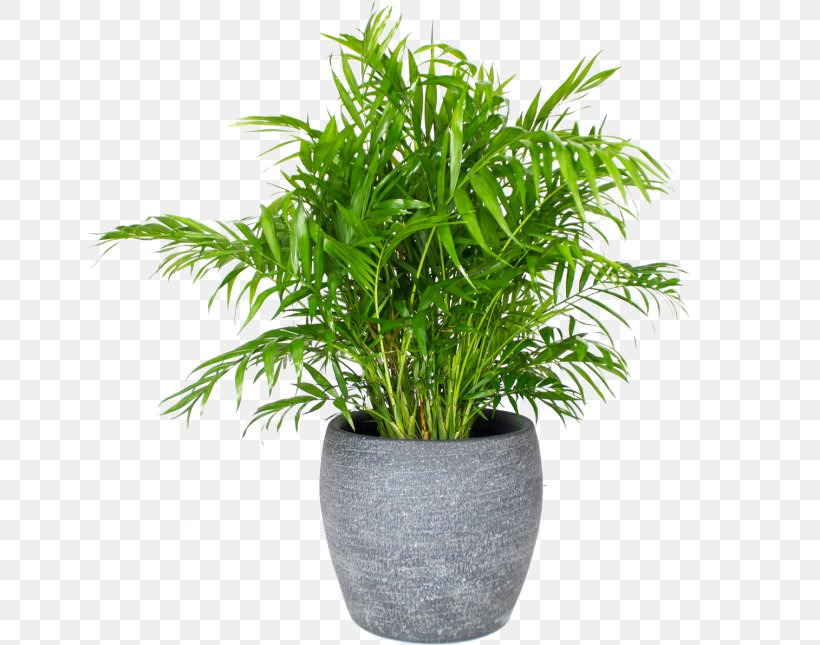 Arecaceae Chamaedorea Elegans Houseplant Flowerpot Embryophyta, PNG, 650x645px, Arecaceae, Arecales, Chamaedorea, Chamaedorea Elegans, Embryophyta Download Free