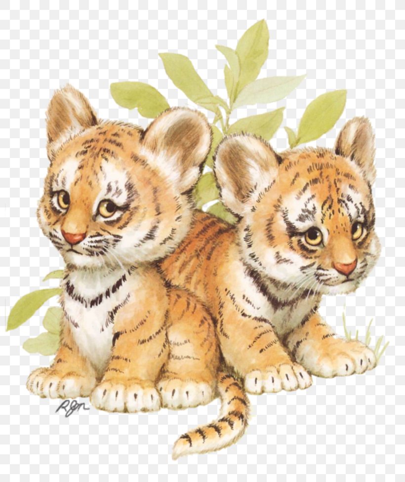 Baby Tigers Animal Illustrations Siberian Husky Clip Art, PNG, 800x976px, Tiger, Animal, Animal Illustrations, Baby Tigers, Big Cats Download Free