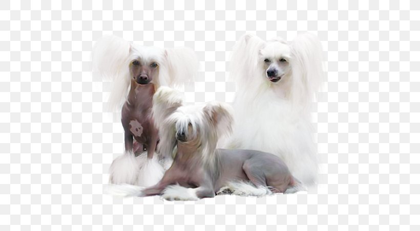 Poodle Maltese Dog Dog Breed Pomeranian German Spitz, PNG, 640x452px, Poodle, Breed, Breed Group Dog, Carnivoran, Chinese Crested Dog Download Free