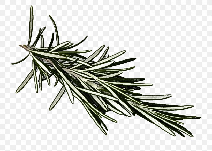 Rosemary, PNG, 1000x713px, Yellow Fir, Jack Pine, Lodgepole Pine, Oregon Pine, Rosemary Download Free