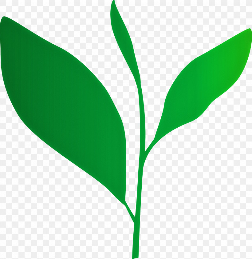Tea Leaves Leaf Spring, PNG, 2919x3000px, Tea Leaves, Flower, Green, Herbaceous Plant, Leaf Download Free