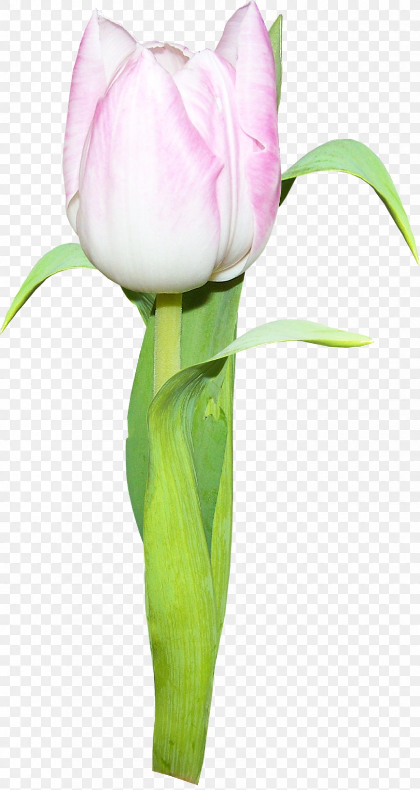 Tulip Cut Flowers Plant Stem, PNG, 850x1600px, Tulip, Bud, Cut Flowers, Email, Floristry Download Free