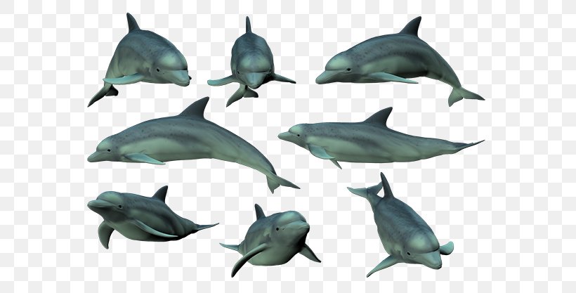 Common Bottlenose Dolphin Short-beaked Common Dolphin Tucuxi Rough-toothed Dolphin Spinner Dolphin, PNG, 600x417px, Common Bottlenose Dolphin, Bottlenose Dolphin, Cetacea, Common Dolphins, Dolphin Download Free
