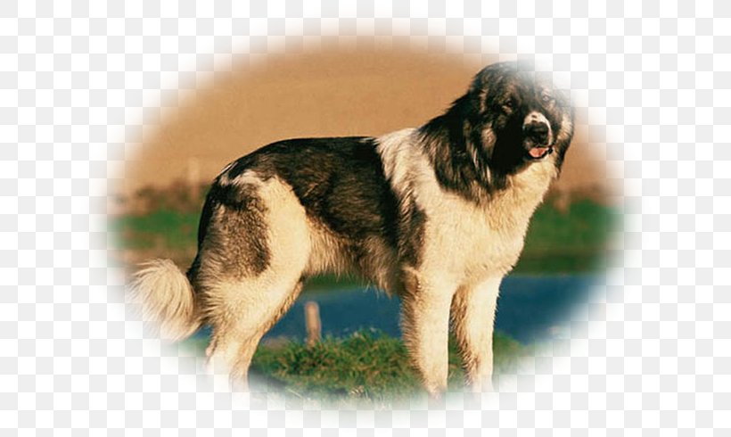 Dog Breed Tibetan Spaniel Sarplaninac Leonberger Caucasian Shepherd Dog, PNG, 651x490px, Dog Breed, Breed, Carnivoran, Caucasian Shepherd Dog, Caucasus Download Free
