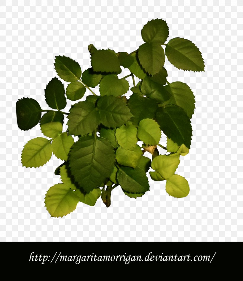 Herb Leaf Branching, PNG, 1024x1186px, Herb, Branch, Branching, Leaf, Plant Download Free