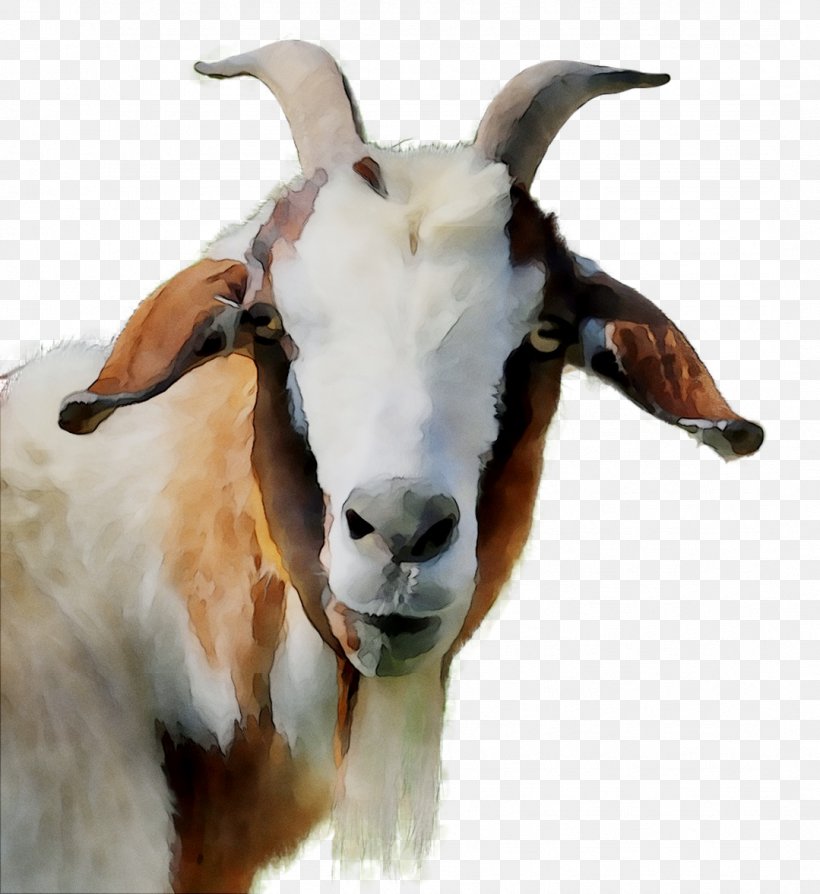 Goat Fauna Snout, PNG, 1079x1177px, Goat, Bathtub, Chamois, Cowgoat Family, Fauna Download Free