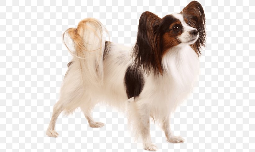 Papillon Dog Phalène Japanese Chin Dog Breed Puppy, PNG, 567x489px, Papillon Dog, American Kennel Club, Breed, Breed Group Dog, Carnivoran Download Free