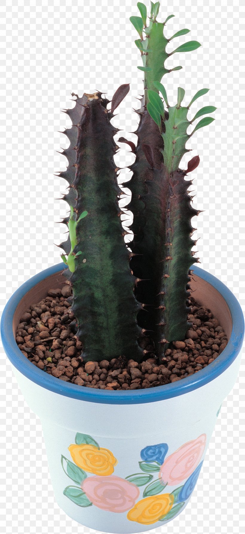 Cactaceae Acanthocereus Tetragonus Succulent Plant Clip Art, PNG, 1637x3564px, Cactaceae, Acanthocereus, Acanthocereus Tetragonus, Aloe, Cactus Download Free
