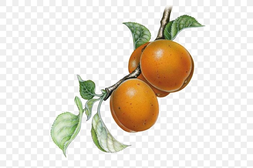 Clementine Rangpur Tangerine Bitter Orange Grapefruit, PNG, 590x545px, Clementine, Bitter Orange, Citrus, Diospyros, Food Download Free