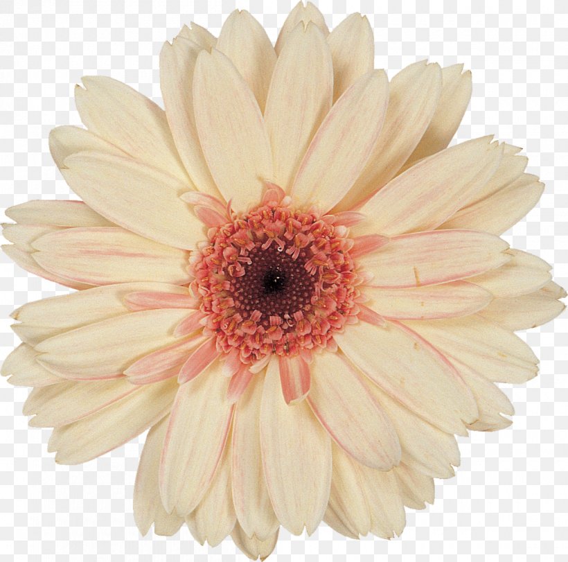 Cut Flowers Transvaal Daisy Petal, PNG, 1200x1188px, Cut Flowers, Advertising, Blog, Chrysanthemum, Chrysanths Download Free