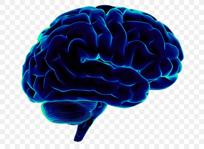 Human Brain Neuroscience Homo Sapiens, PNG, 800x600px, Watercolor, Cartoon, Flower, Frame, Heart Download Free
