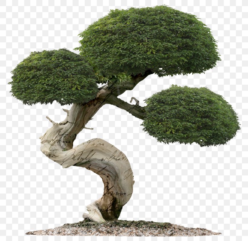 Juniper Bonsai Tree Indoor Bonsai Green Mound Juniper, PNG, 800x797px, Bonsai, Common Juniper, Flowerpot, Garden, Gardening Download Free