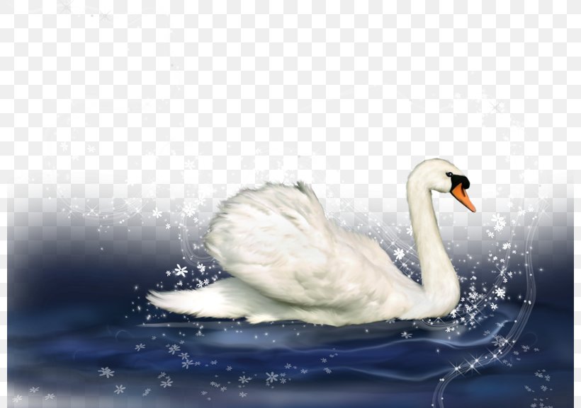 Mute Swan Duck Cartoon, PNG, 800x577px, Mute Swan, Beak, Bird, Cartoon, Cygnini Download Free