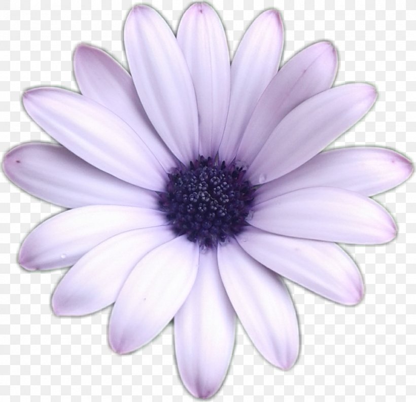 Sunflower Sticker, PNG, 1024x991px, Violet, African Daisy, Annual Plant, Aster, Barberton Daisy Download Free