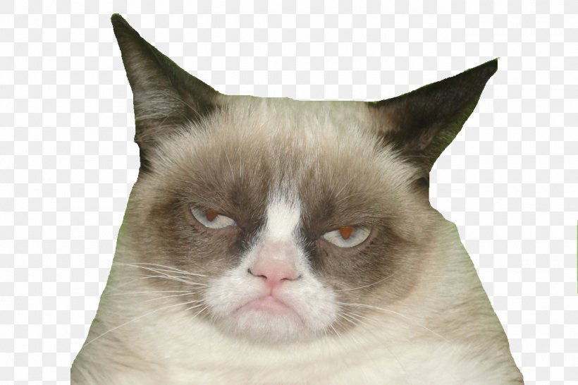 Kitten Grumpy Cat T-shirt Horse, PNG, 1280x853px, Watercolor, Cartoon, Flower, Frame, Heart Download Free