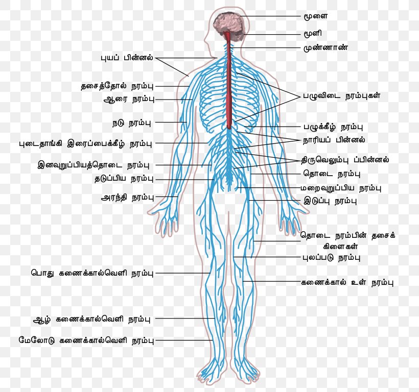 Peripheral Nervous System Central Nervous System Human Body Outline Of The  Human Nervous System, PNG, 774x768px,