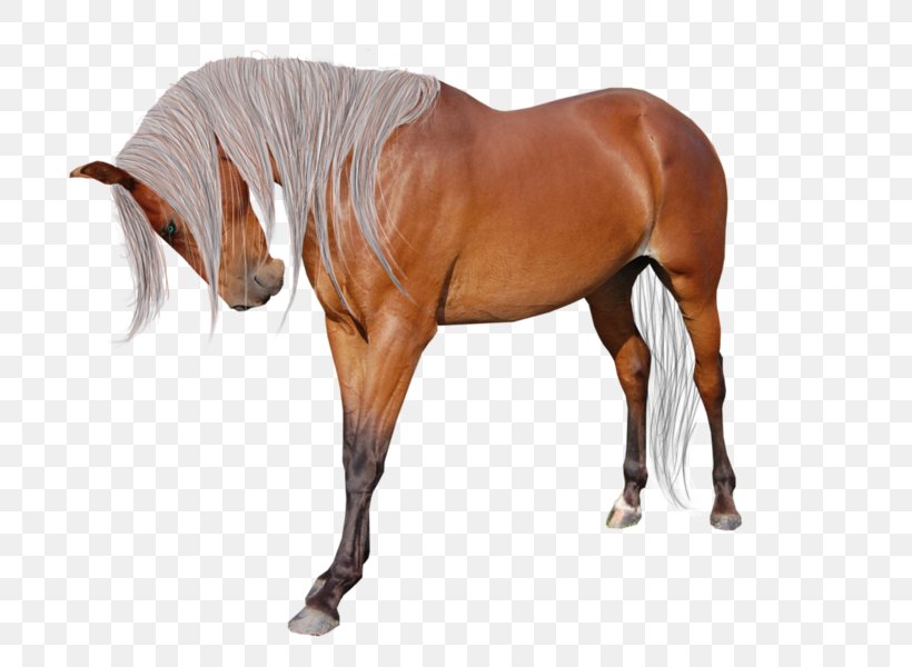 American Paint Horse Andalusian Horse American Miniature Horse Mane Pintabian, PNG, 719x600px, American Paint Horse, American Miniature Horse, Andalusian Horse, Animal Figure, Arabian Horse Download Free