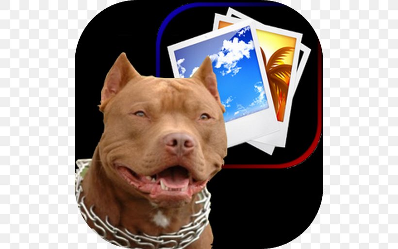 American Pit Bull Terrier Puppy, PNG, 512x512px, Pit Bull, American Pit Bull Terrier, Animation, Blue Nose, Bull Terrier Download Free