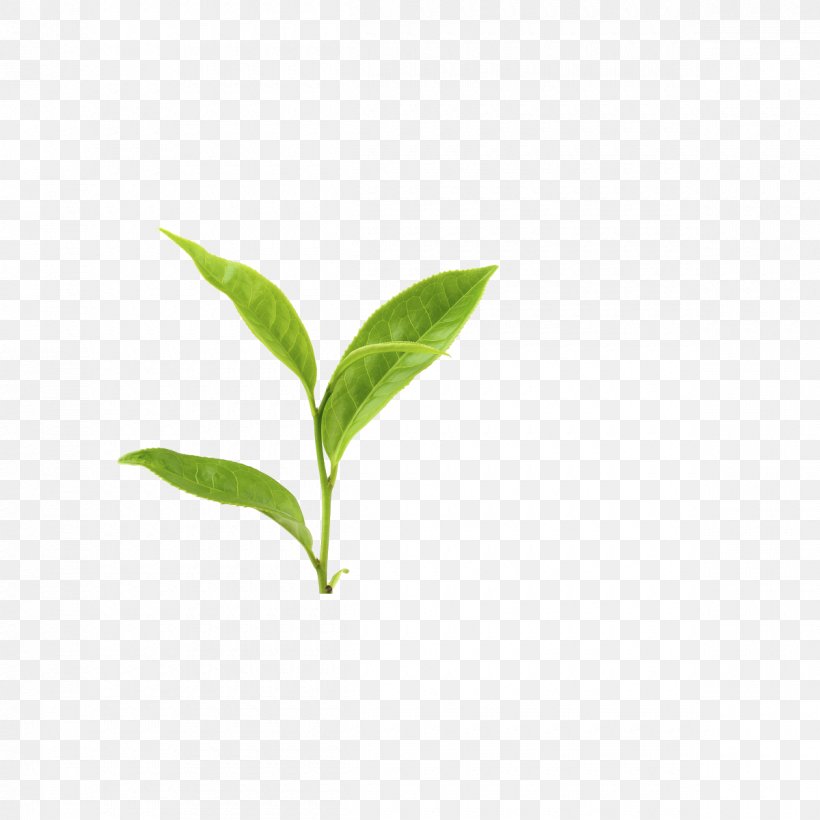 Green Tea Leaf Yum Cha Tea Plant, PNG, 1200x1200px, Tea, Fermented Tea, Green Tea, Herb, Japanese Tea Ceremony Download Free