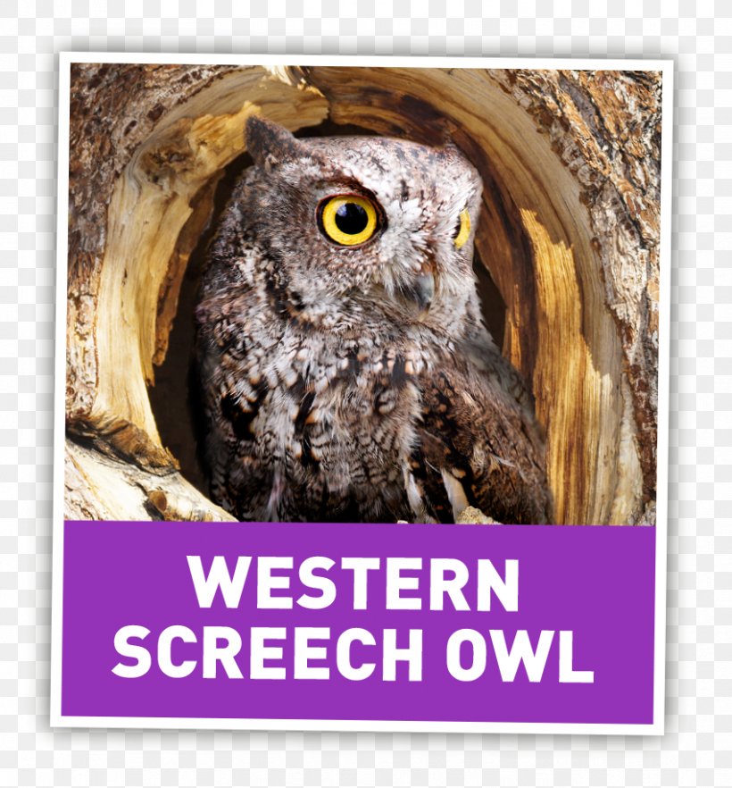 Owl Colchester United F.C. Stock Photography Book, PNG, 851x916px, Owl, Beak, Bird, Bird Of Prey, Book Download Free