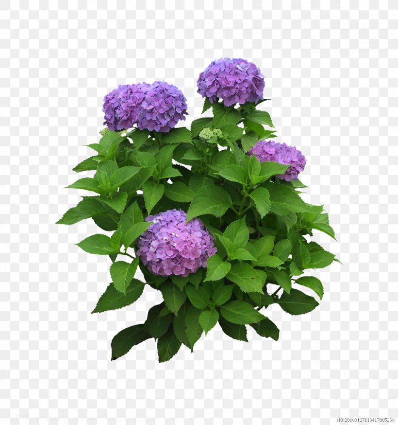 Flower Plant Leaf, PNG, 960x1024px, Flower, Annual Plant, Cornales, Floral Design, Flower Garden Download Free