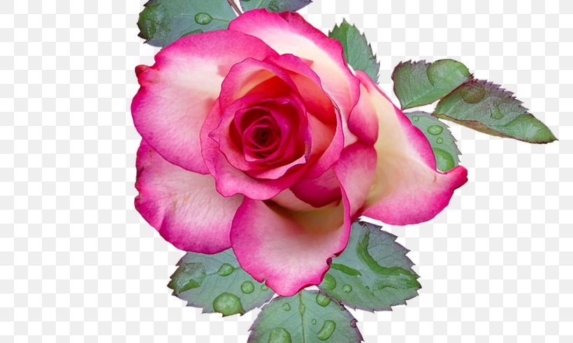 Garden Roses Cabbage Rose Flower Floribunda Image, PNG, 800x491px, Garden Roses, Annual Plant, Cabbage Rose, Cut Flowers, Floral Design Download Free