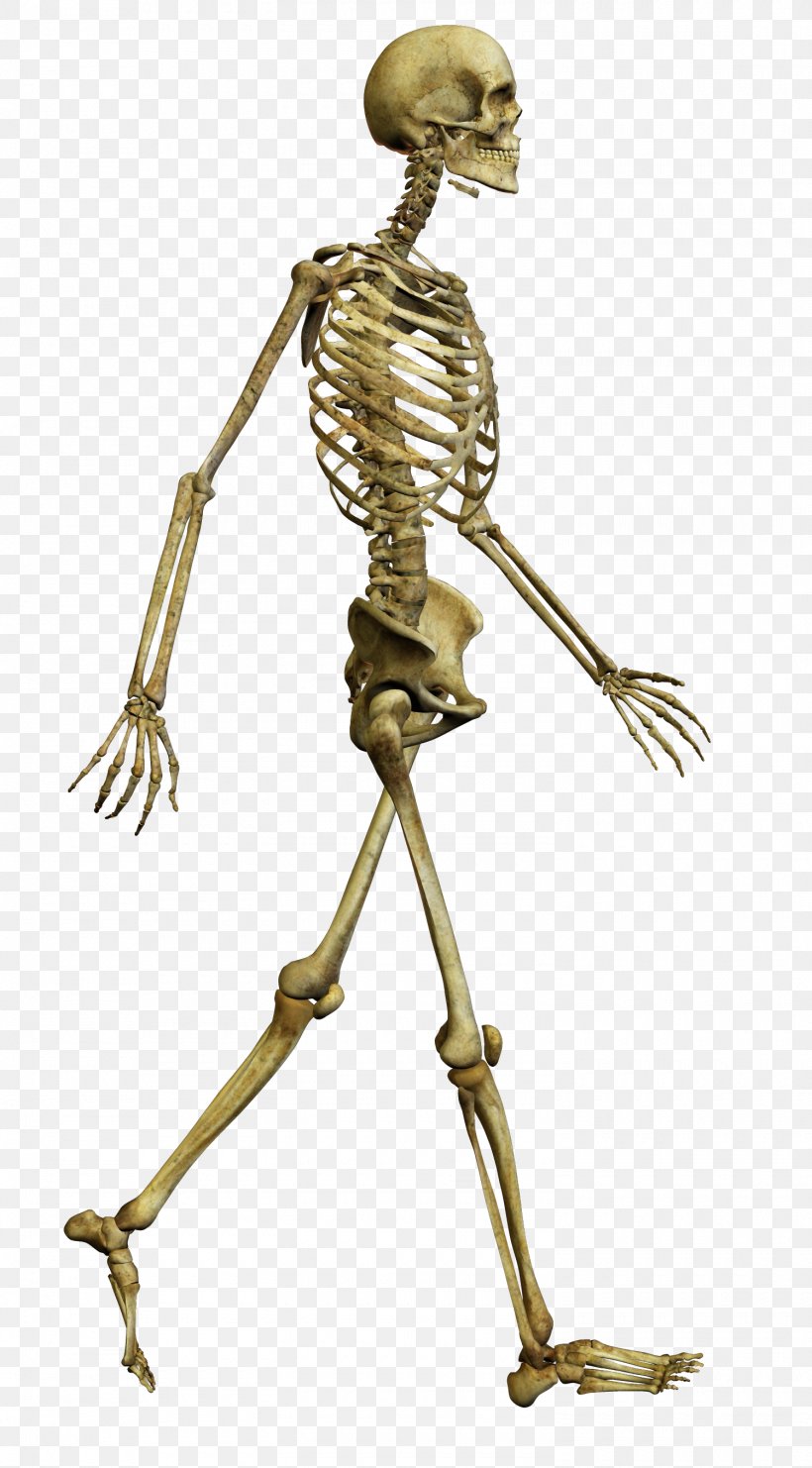 Human Skeleton Bone Skull Human Body, PNG, 1500x2711px, Skeleton, Bone, Bone Marrow, Human, Human Anatomy Download Free