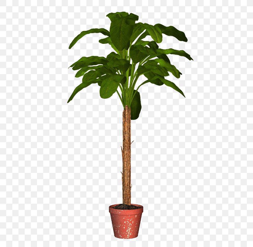 Palm Trees Flowerpot Houseplant Plants, PNG, 452x800px, Palm Trees, Arecales, Crock, Evergreen, Flower Download Free