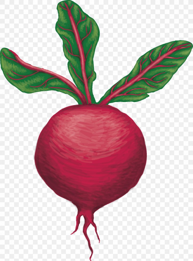 University Of Washington Food Cooperative Beetroot, PNG, 1391x1883px, University Of Washington, Bean, Beet, Beetroot, Cooperative Download Free