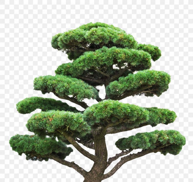 Tree Stock Photography Pine Royalty-free Euclidean Vector, PNG, 1000x947px, Tree, Bonsai, Eastern White Pine, Evergreen, Fond Blanc Download Free